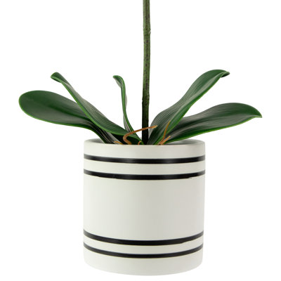Orchild arrangements floraux en pot