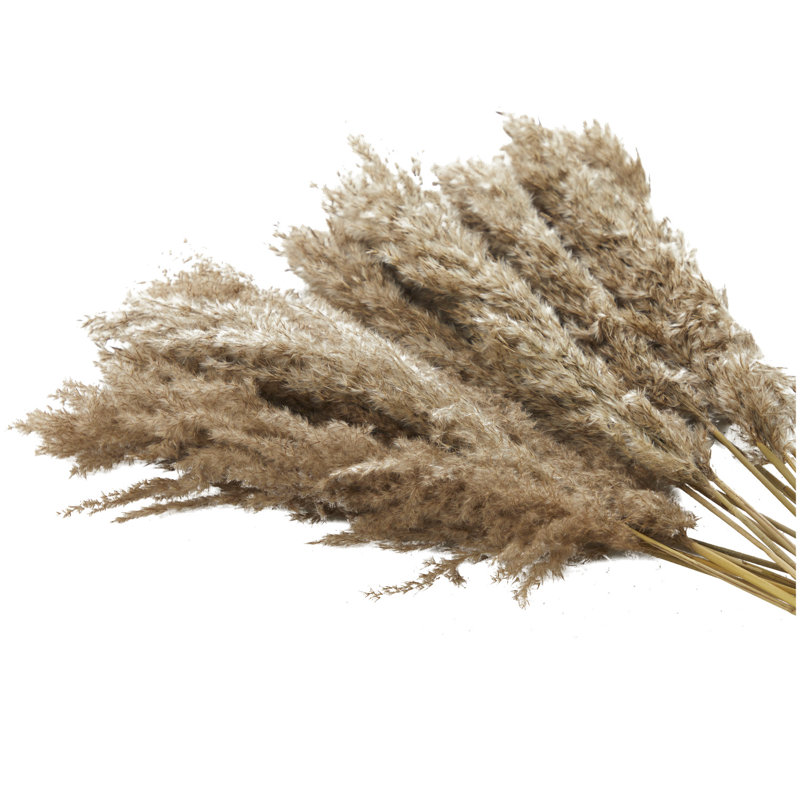 Pampas Grass Arrangement, Brown, 35.43" H x 2.36" W x 0.59" D