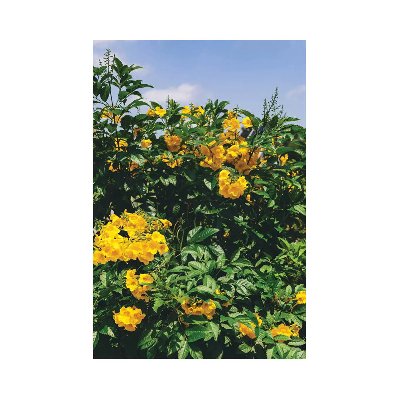 Austin Blooms by Bethany Young - Print on Canvas, Wrapped Canvas, 66.04cm H x 45.72cm W x 1.91cm D
