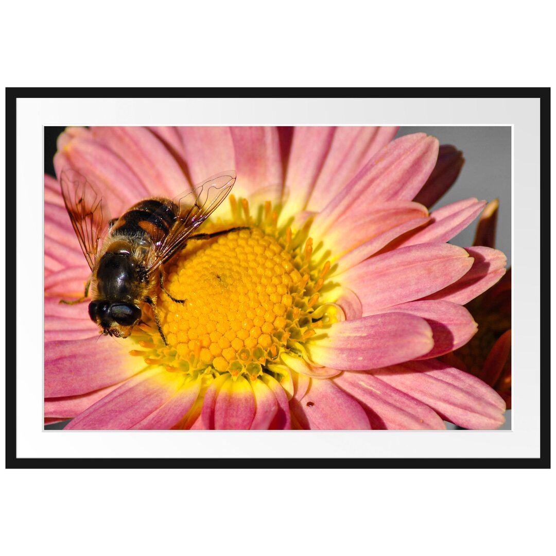 Winzige Biene auf einem Gänseblümchen Gerahmte Fotokunstdruck Poster