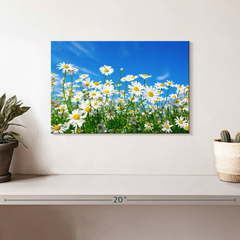 Harnek pré de marguerites blanches, H 8 po x l 12 po