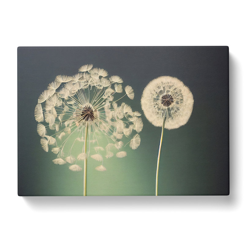 Wholesome Dandelion Flowers - Wrapped Canvas, 35cm H x 50cm W x 3cm D