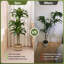 152cm Tree