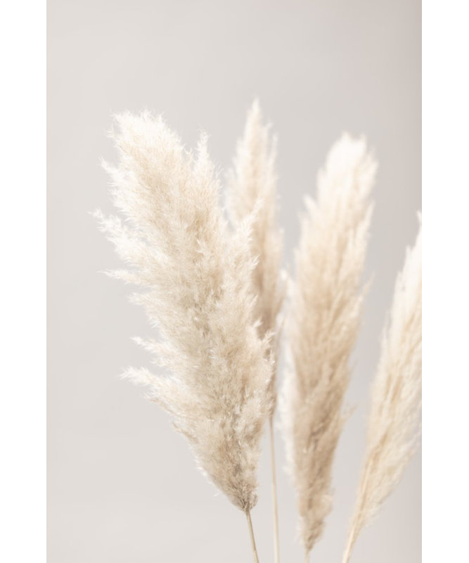 Pampas Grass 02, 91.44 cm H x 60.96 cm W