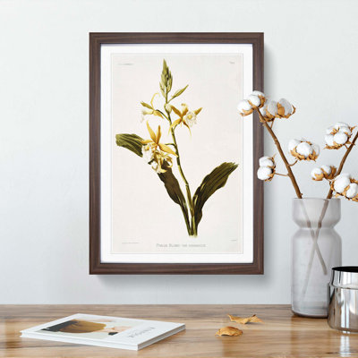 Magnolia Flowers Illustration Tab. 69 by Frederick Sander - Picture Frame Painting Print