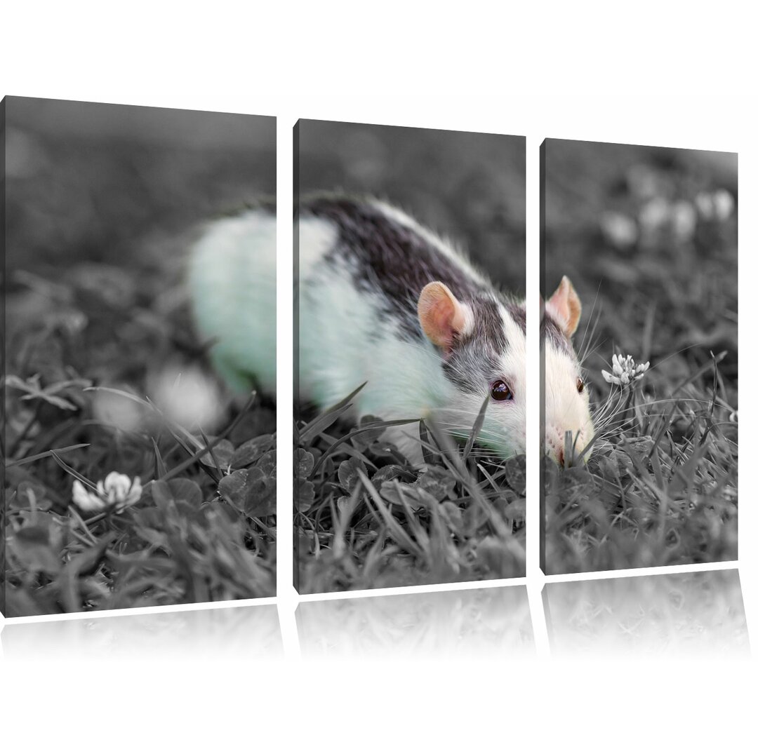 3-tlg. Leinwandbilder-Set Kleine Maus auf Blumenwiese, Fotodruck