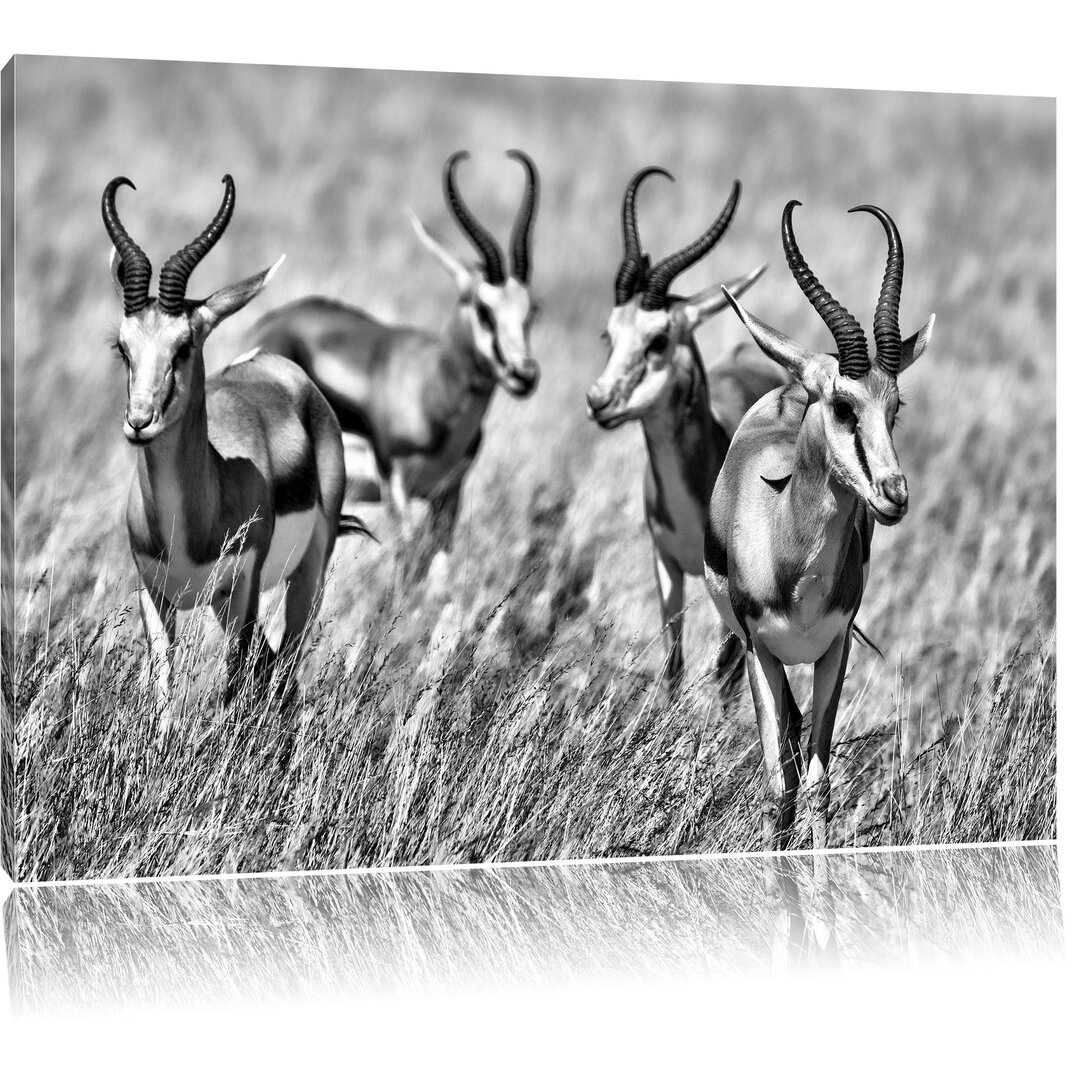 Leinwandbild Tiere in Savanne, Rehe, Afrika in Monochrom