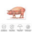 Toile d'extérieur Arrison RetroPlanet «Pig Cut Out»-87945948