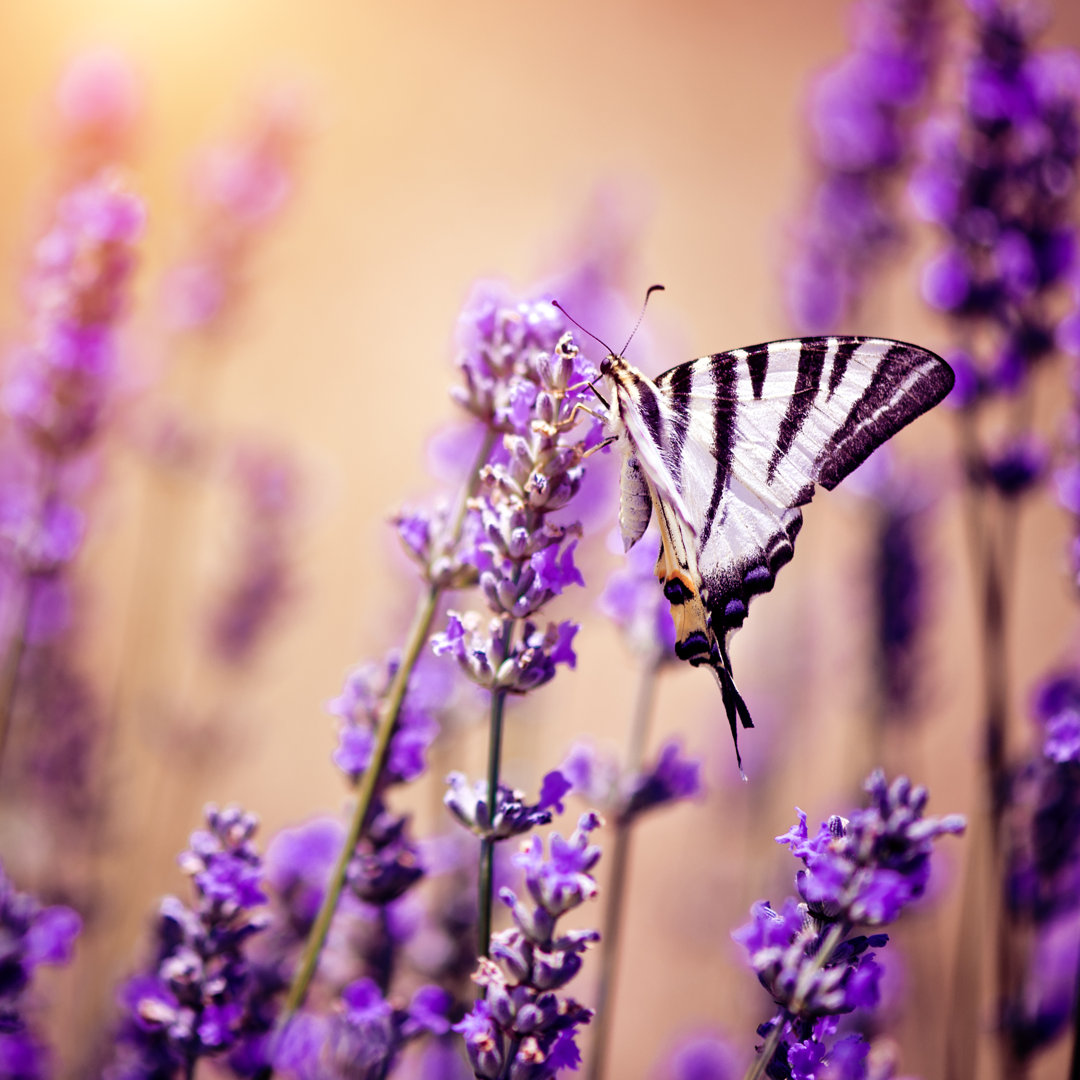 Schmetterling auf Lavendel von ArtMarie - Leinwandbild