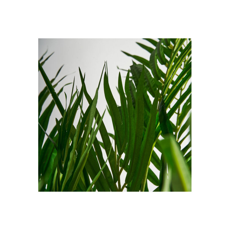 Palmera Tracie