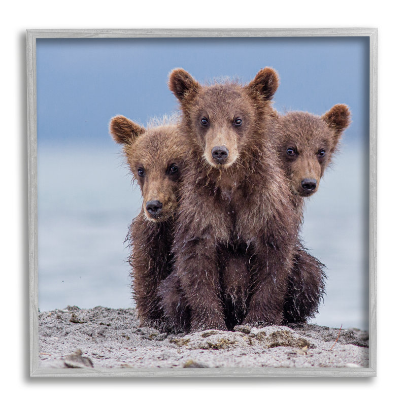 «Baby Bear Cubs» par Paolo Mignosa, reproduction, H 12 po x l 12 po x P 0,5 po