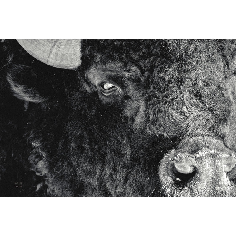 «Bison Stare BW» par Nathan Larson - reproduction, Non, H 8 po x l 12 po x P 1,25 po, Toile tendue