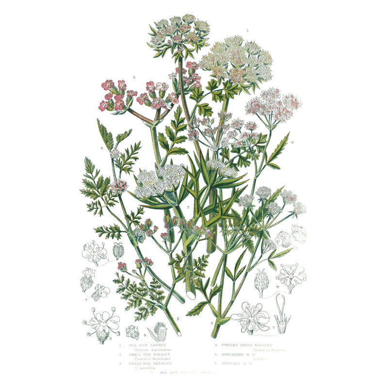 Flowering Plants IV by Wild Apple Portfolio - Wrapped Canvas Print, 122cm H x 81cm W