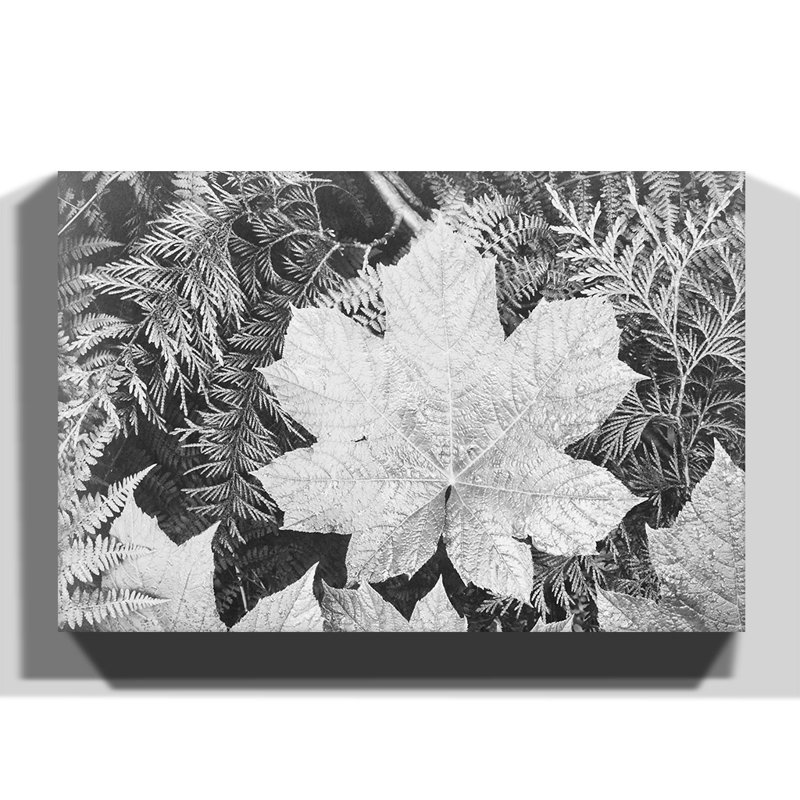 Ansel Adams - Wrapped Canvas Print, 40cm H x 60cm W