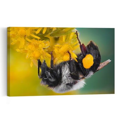 Abeille butinant une fleur - Illustration murale contemporaine et vibrante représentant une abeille et une fleur - Nature