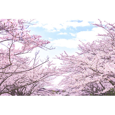 Cherry Blossoms - Wrapped Canvas Print