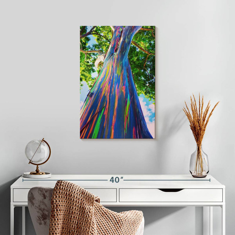 Eucalyptus Harnek Oahu Rainbow, H 24 po x l 16 po