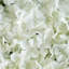 Panneau mural Hydrangea-589405635-621124802