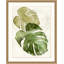 Elephant Ears 1 Print