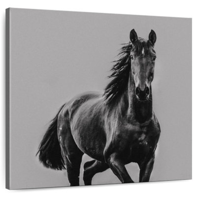 Corbeau monotone noir