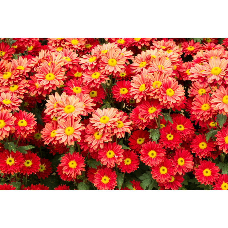 Orange Chrysanthemum Flowers 1 Piece Wrapped Canvas Wall Art, 81cm H x 122cm W