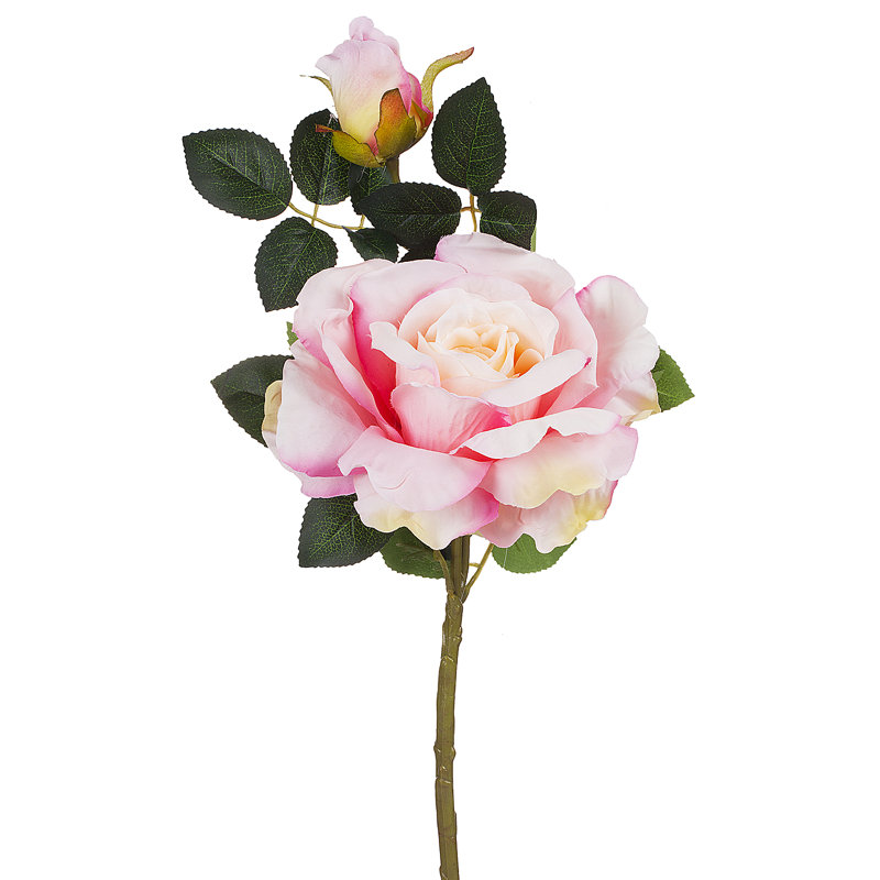 Fleurs et roses, Rose