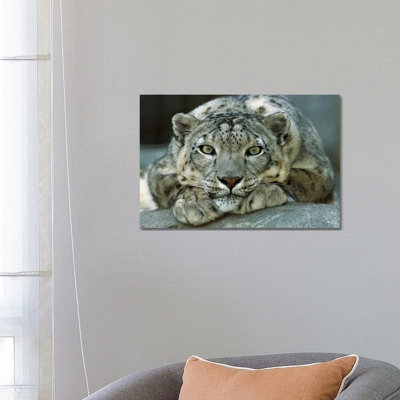 Snow Leopard Portrait Native To Mountainous Regions Of Central Asia - Wrapped Canvas Print