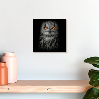 Hibou Brampt intense