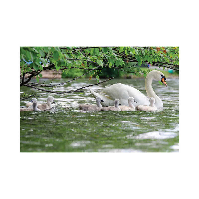 Family Float by David Gardiner - Wrapped Canvas Print, 30.48cm H x 45.72cm W