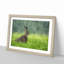 Lone Hare - Picture Frame Painting Print-56633563-56633564
