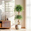 Plant-1645508725