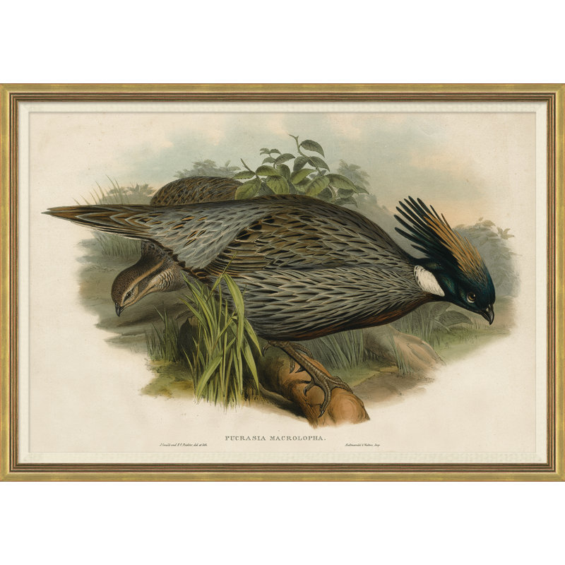 Pheasants from Goulds