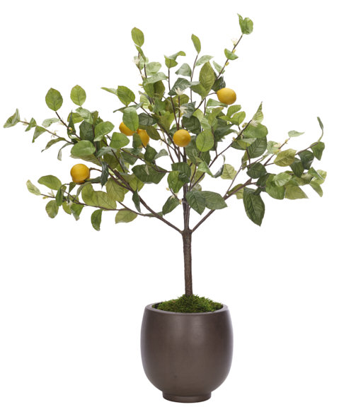 Lemon Bush, Concrete Pot, 32wx30dx45h