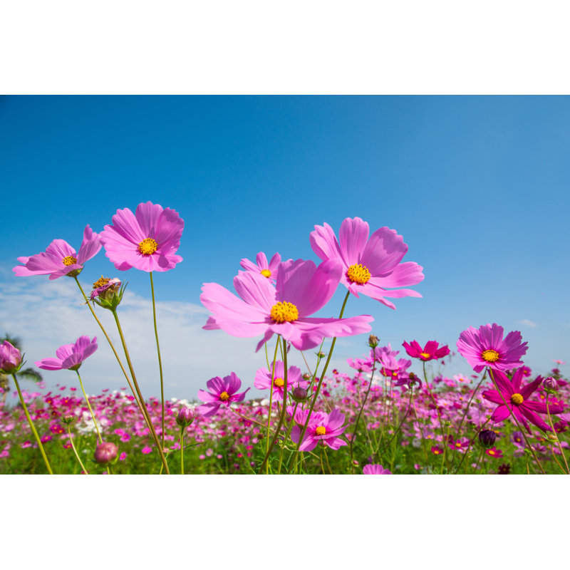 Cosmos Flower With Blue Sky by 29mokara - Wrapped Canvas Print, 20cm H x 30cm W x 3.8cm D