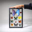 12 Genuine Butterflies In Black Display Frame