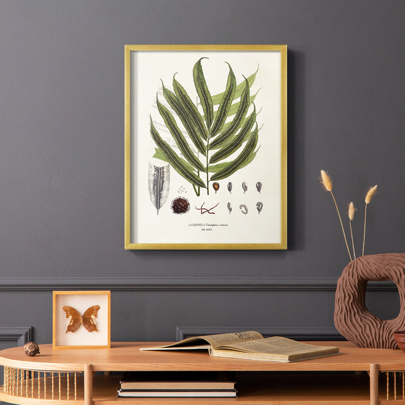 «Botanical Society Ferns II», reproduction encadrée - bois massif, H 14 po x l 11 po