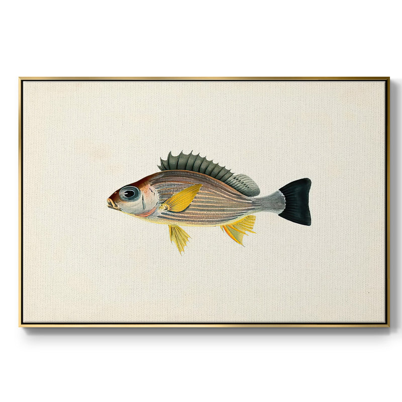 " Tropical Fish Collection III ", 27" H x 41" W x 2" D, Gold Framed