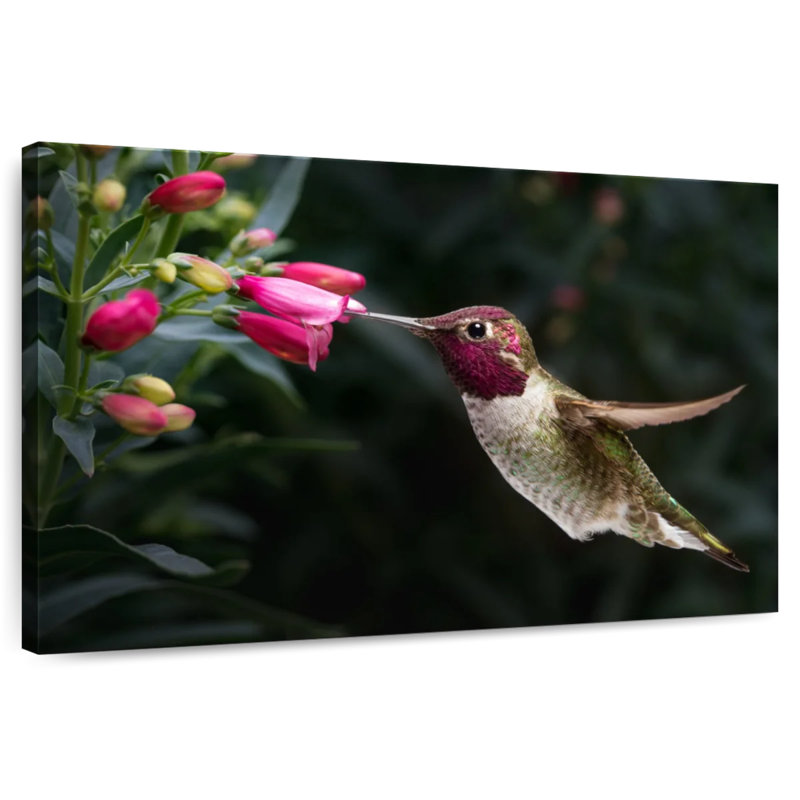 Brampt mâle, colibri d'Anna, H 26 po x l 39 po