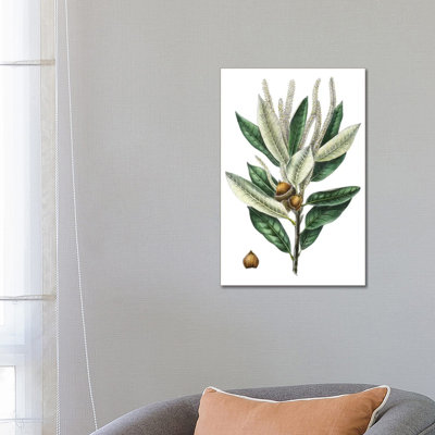 Dense Flowered Oak by Thomas Nuttall - Wrapped Canvas Gallery-Wrapped Canvas Giclée