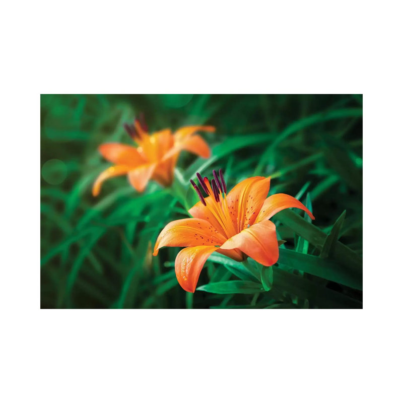 Lilies tiger, H 12 po x l 8 po x P 0,75 po