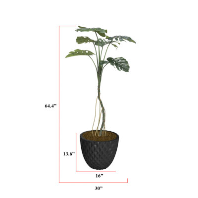 64,6 po plante