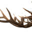 Rustic Lodge 8 - Light Chandelier