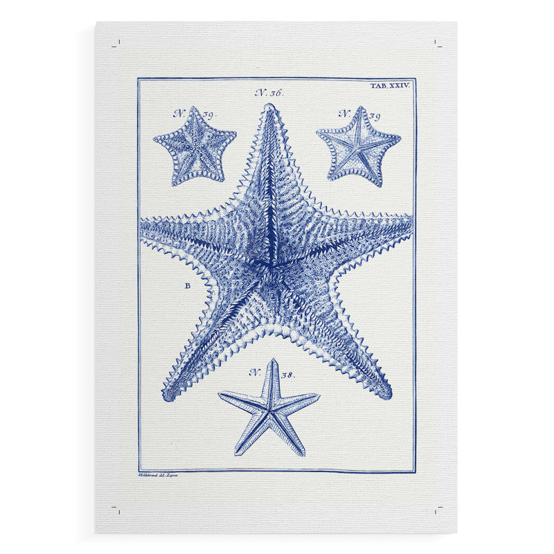 Étoiles de mer bleues - impression sur toile seulement - non encadrée