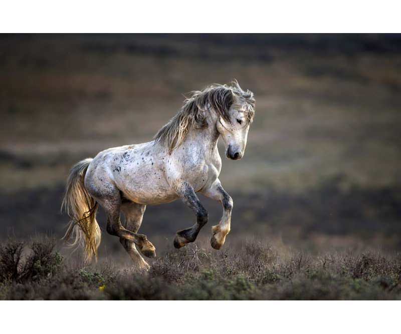 Wrapped Canvas Print, 50.8 cm H x 76.2 cm W