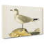 Common Gull by Von Wright - Wrapped Canvas-55370511