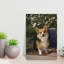 Pembroke Welsh Corgi Contemporary Dog Animal Portrait Wall Art-1454462316