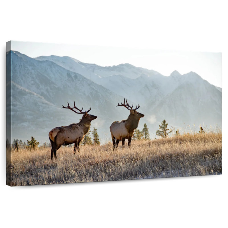 Crowle Banff Bull Elks