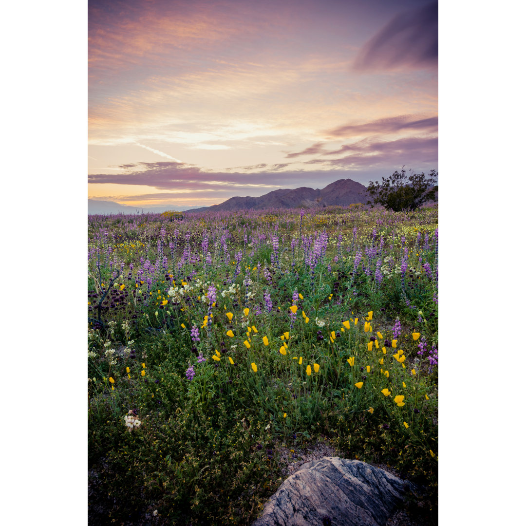 Joshua Tree National Park von Wildroze - Drucken