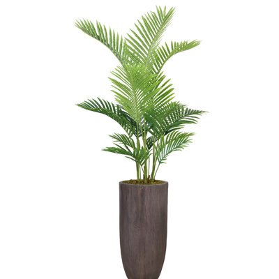 Panama en pot