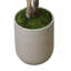 Lemon Tree in Fiberstone Pot